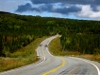 curving road through open forest