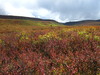 view of the tundra